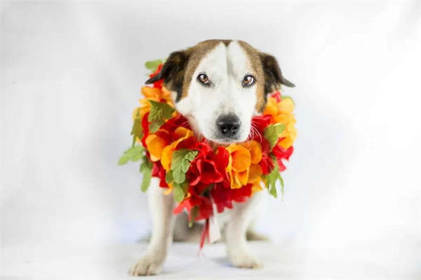 Zoomies nei cani: cosa sono e perché succedono?