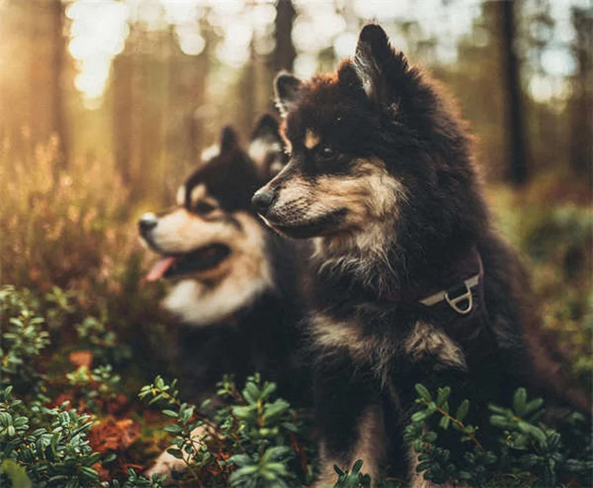 8 consigli pratici per nutrire al meglio il tuo cane anziano