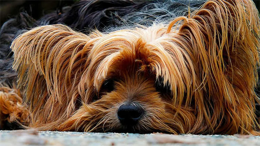 8 consigli pratici per nutrire al meglio il tuo cane anziano