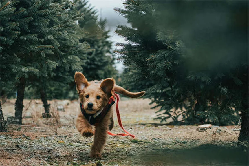 Quando smettono di crescere i cuccioli? Scopri la verità!