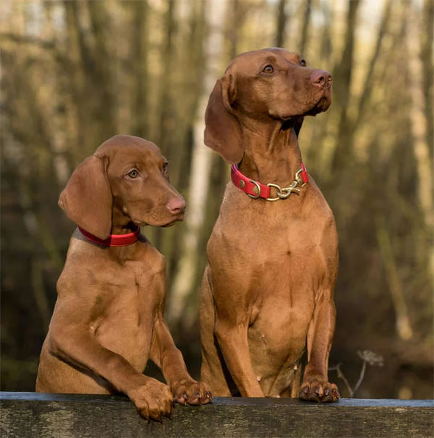 Come proteggere i nostri animali domestici durante le feste: 22 pericoli da evitare