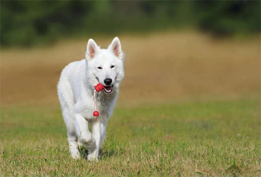 7 modi semplici per creare un legame forte con il tuo cane