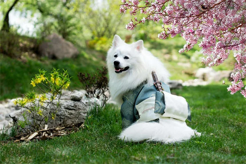 Acqua pericolosa per cani: 7 tipi da evitare assolutamente!
