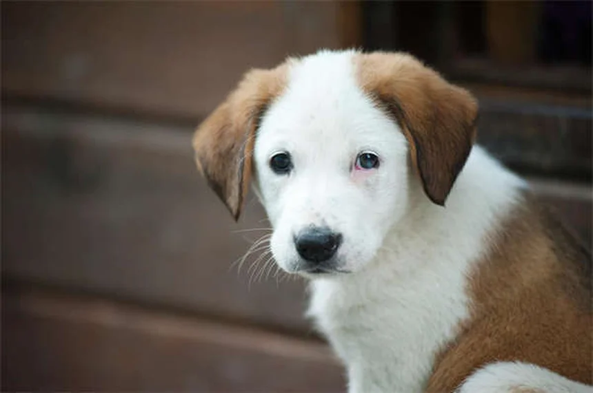 Acqua pericolosa per cani: 7 tipi da evitare assolutamente!