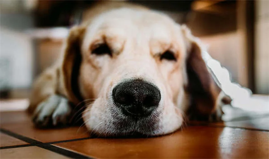 Acqua pericolosa per cani: 7 tipi da evitare assolutamente!