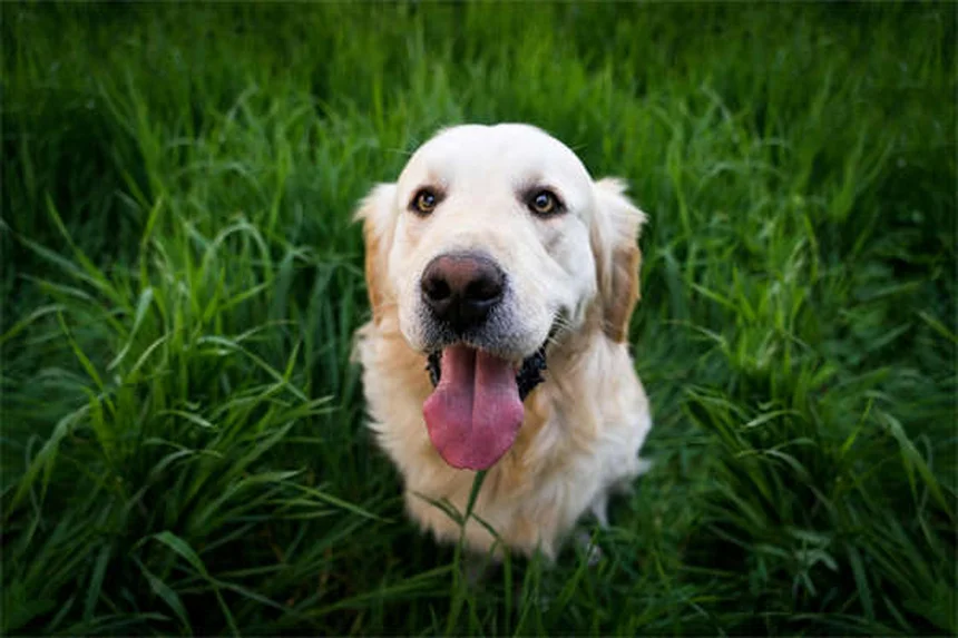 Acqua pericolosa per cani: 7 tipi da evitare assolutamente!