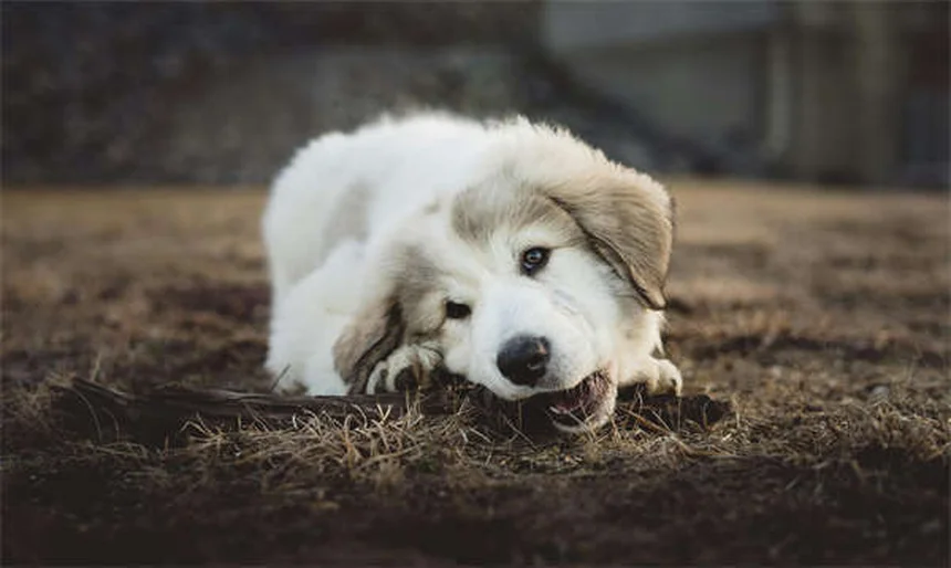 Farmaci umani per cani: cosa è sicuro e cosa evitare