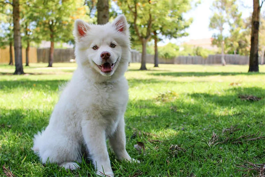Farmaci umani per cani: cosa è sicuro e cosa evitare