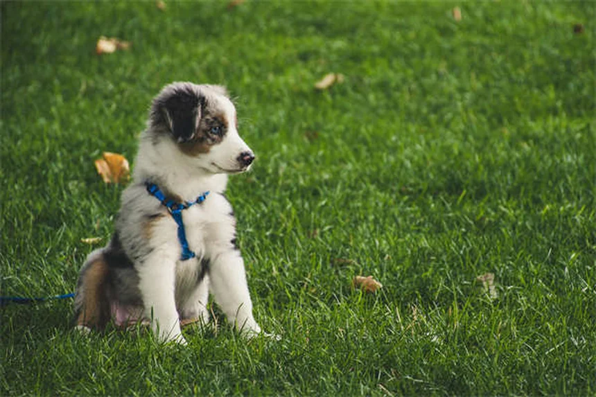 Farmaci umani per cani: cosa è sicuro e cosa evitare