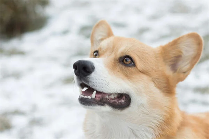 GPS tracker per cani: la guida completa per scegliere il migliore