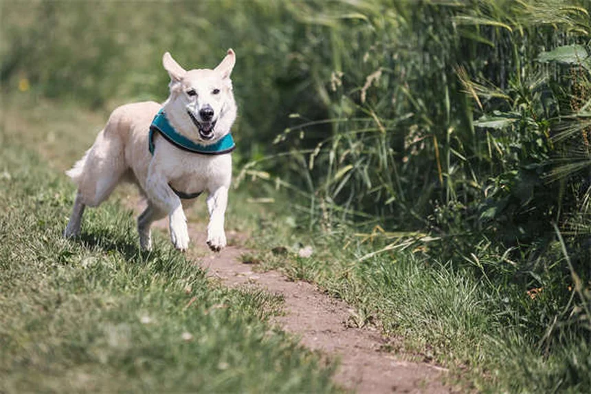 GPS tracker per cani: la guida completa per scegliere il migliore