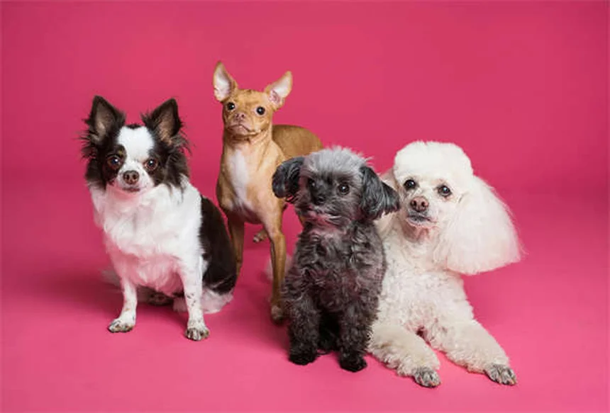 GPS tracker per cani: la guida completa per scegliere il migliore