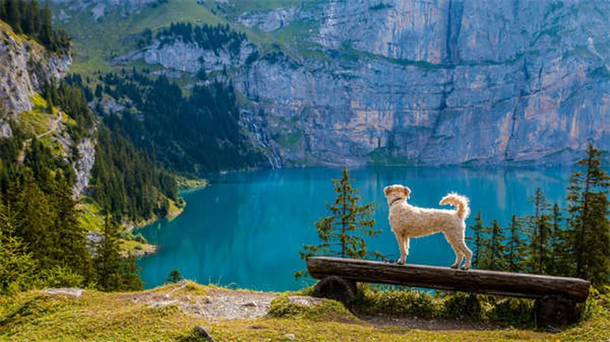 Come fare esercizio con il tuo cane: guida pratica per divertirvi insieme