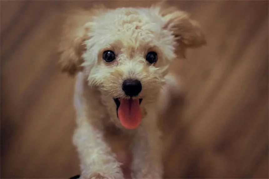 Come fare esercizio con il tuo cane: guida pratica per divertirvi insieme