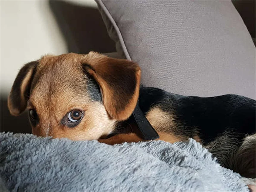 Come far vivere a lungo il tuo cane di piccola taglia: guida completa