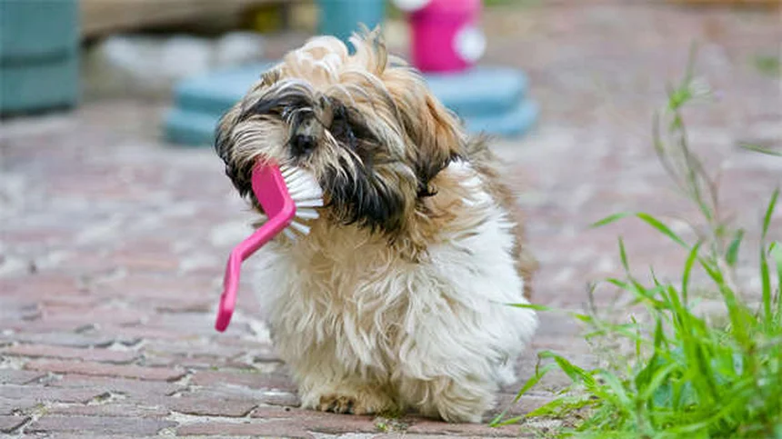 Quante volte portare il cane dal veterinario? Guida completa per padroni attenti