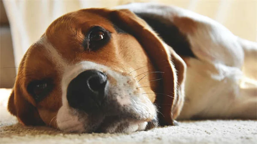 Come curare le infezioni alle orecchie del cane: guida completa