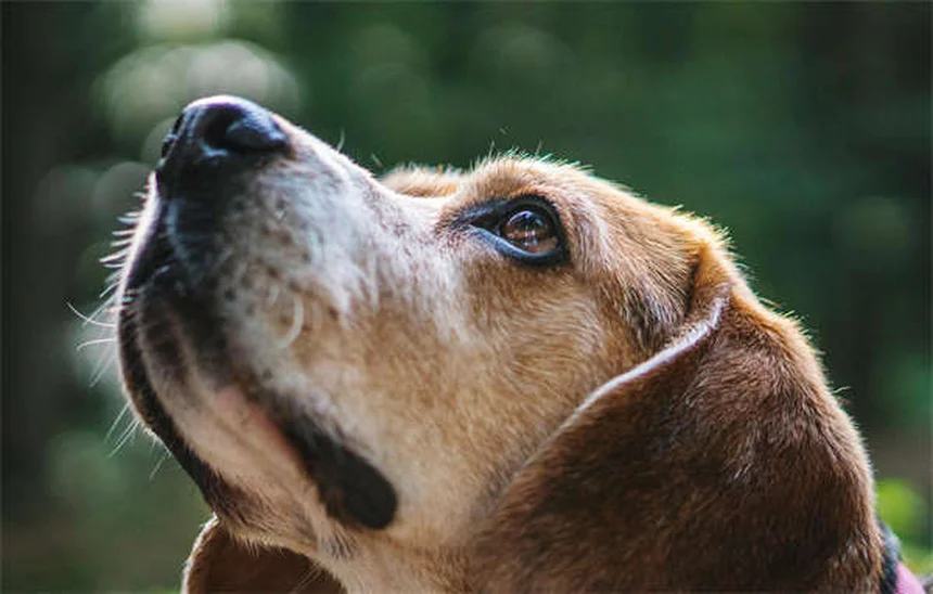 Pensione per animali: 5 soluzioni perfette per il tuo pet