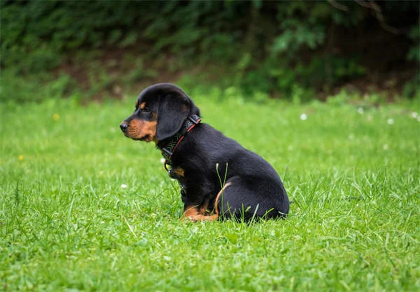 Codeina per cani: tutto quello che devi sapere sull'antidolorifico