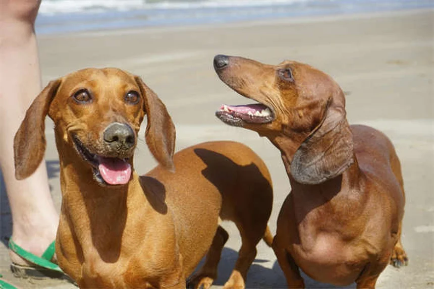 Codeina per cani: tutto quello che devi sapere sull'antidolorifico