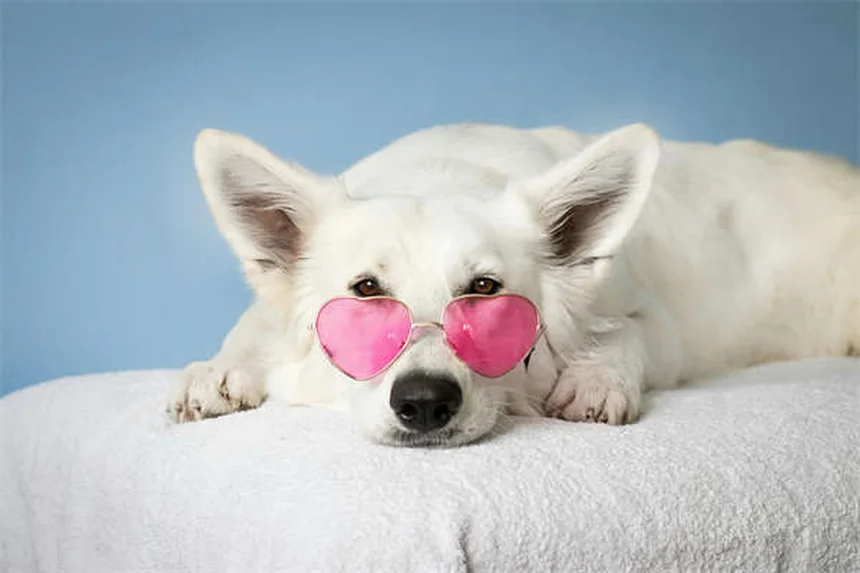 Cani da assistenza: tutto quello che devi sapere sui nostri eroi a 4 zampe