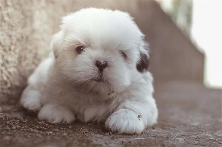 Agility dog: il segreto per un cane felice e in forma
