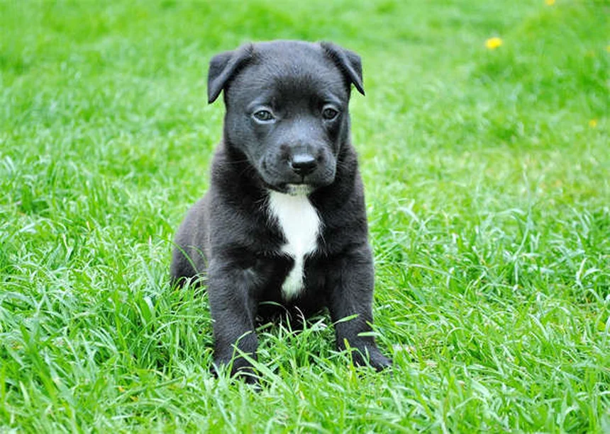 Levetiracetam per cani e gatti: tutto quello che devi sapere