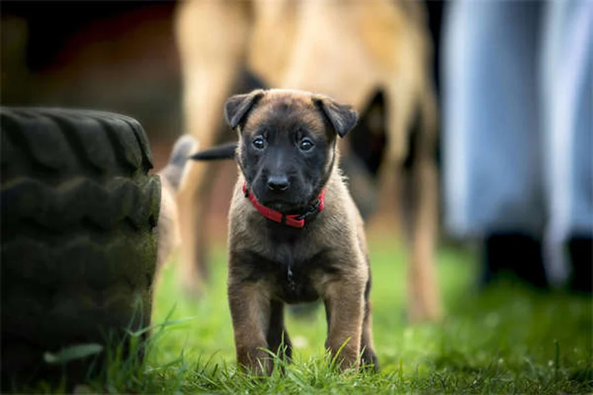Levetiracetam per cani e gatti: tutto quello che devi sapere