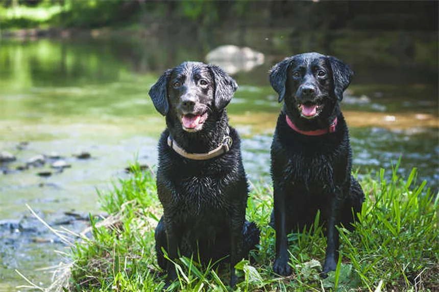 10 razze di cani giapponesi che devi assolutamente conoscere