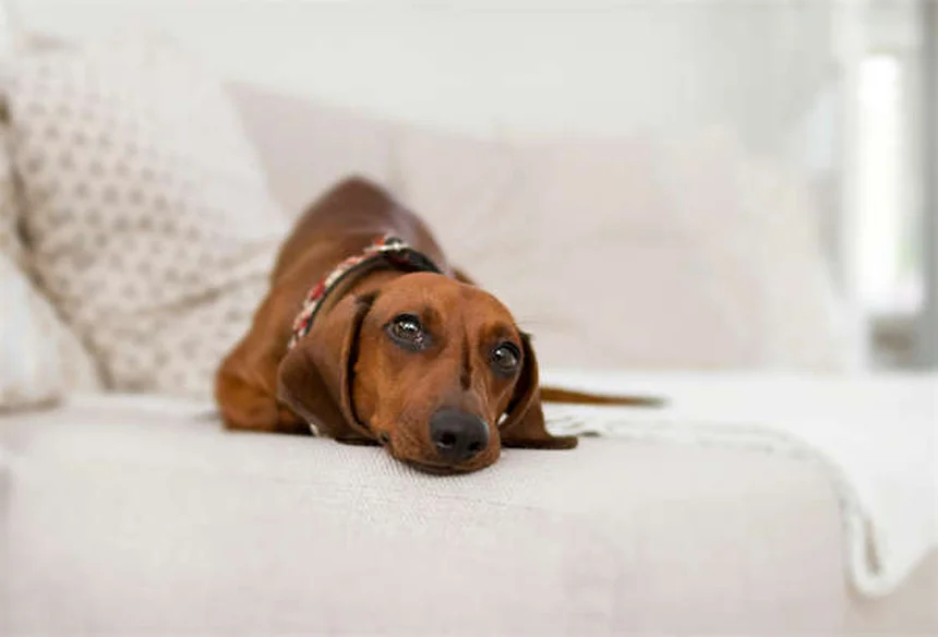 10 razze di cani giapponesi che devi assolutamente conoscere