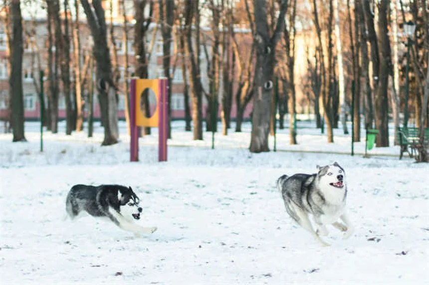 Intossicazione nei conigli: sintomi, cure e prevenzione
