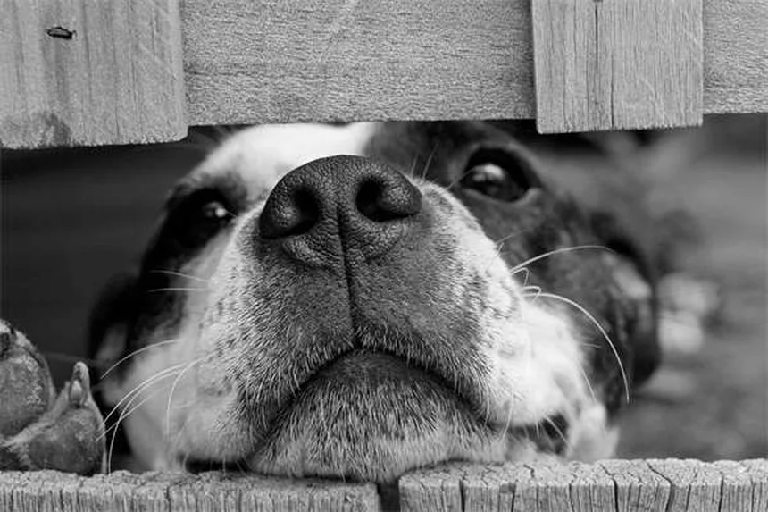 Perché i gatti hanno paura? 10 motivi e soluzioni pratiche